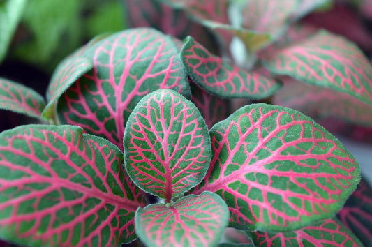 Growing Your Indoor Jungle – How to Make Your Plants Get Bigger - The Plant Buddies