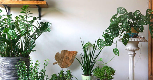 TPB - Benefits Of Indoor Plants - The Plant Buddies