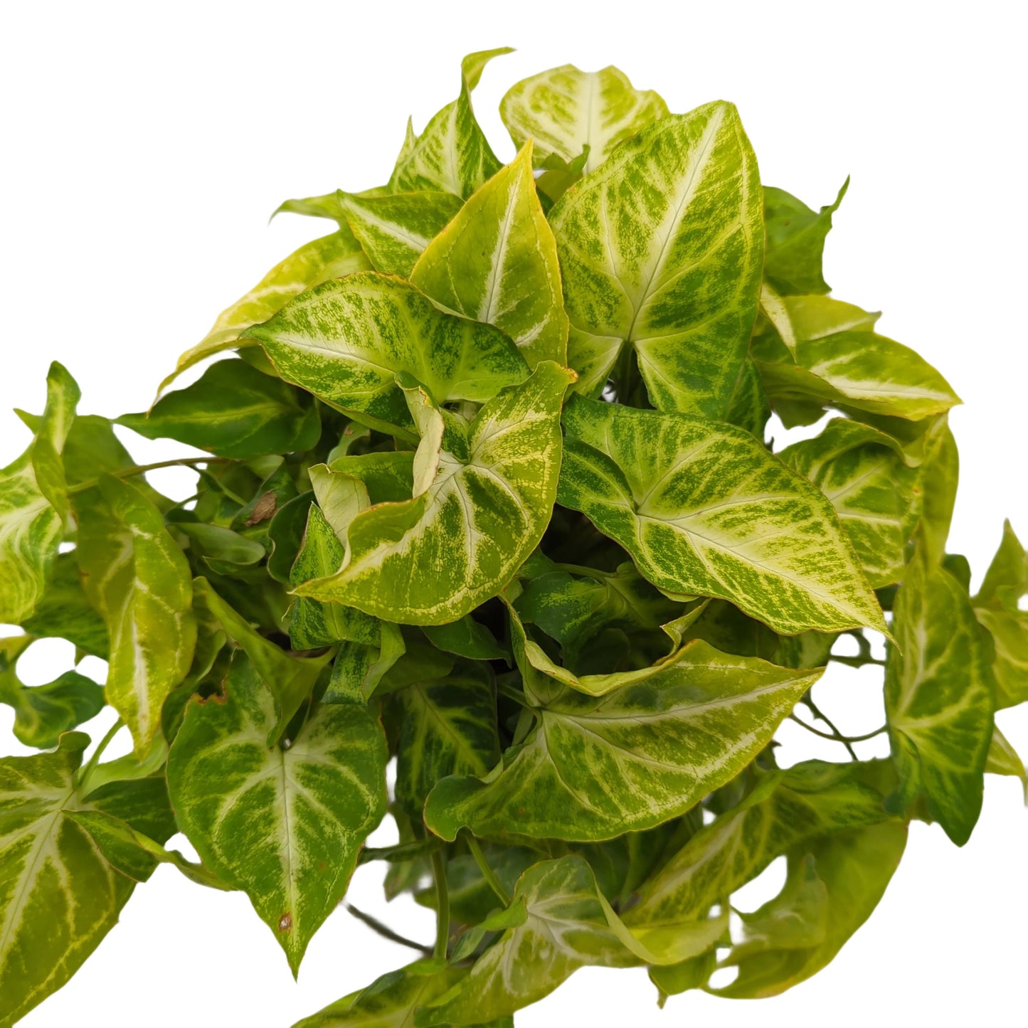 Syngonium - Starlite