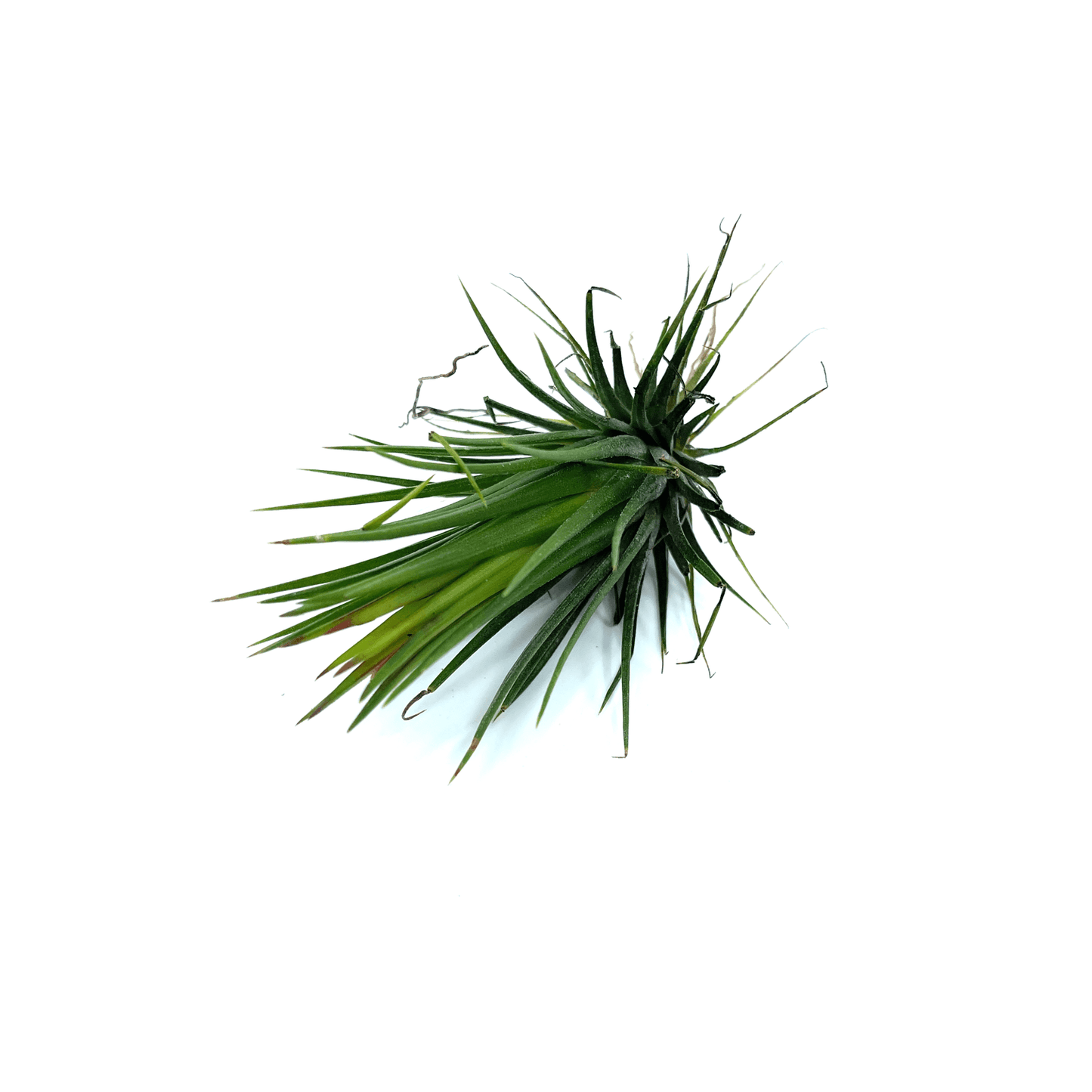 Air Plant - The Plant Buddies