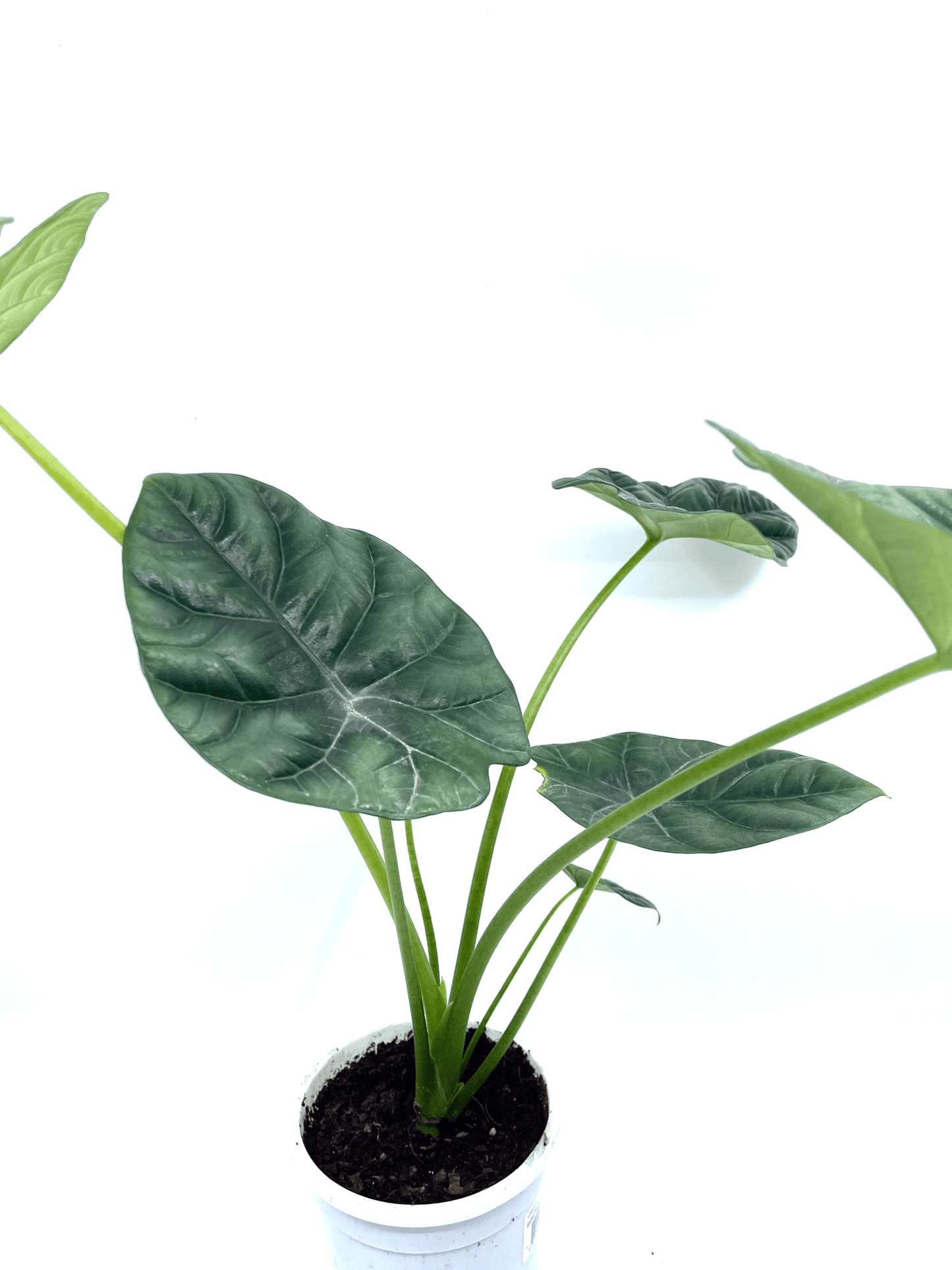 Alocasia - Sinuata - The Plant Buddies