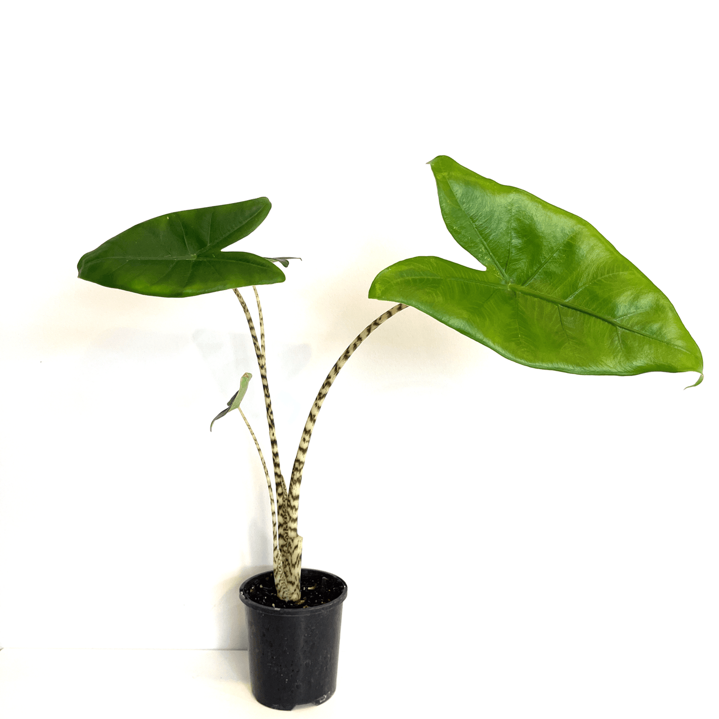 Alocasia - Zebrina - The Plant Buddies