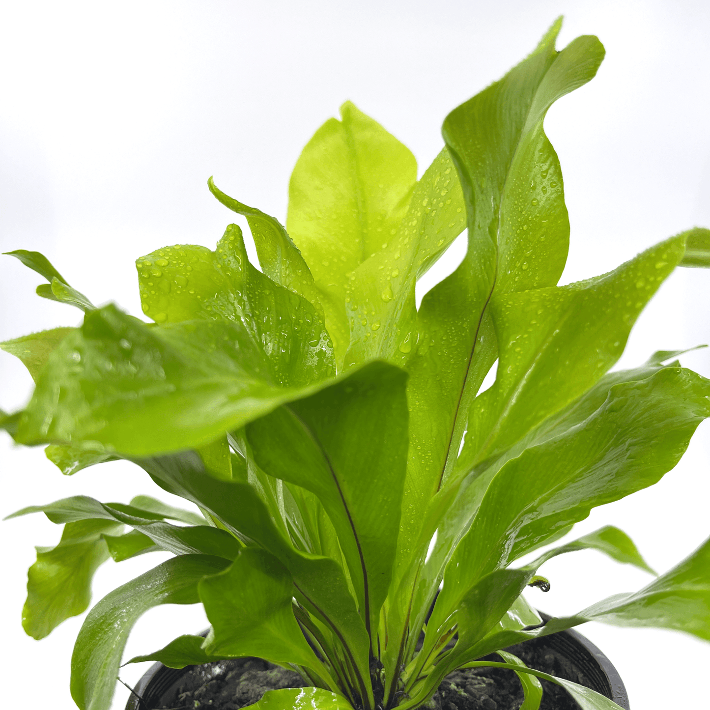 Asplenium - Australasicum - The Plant Buddies