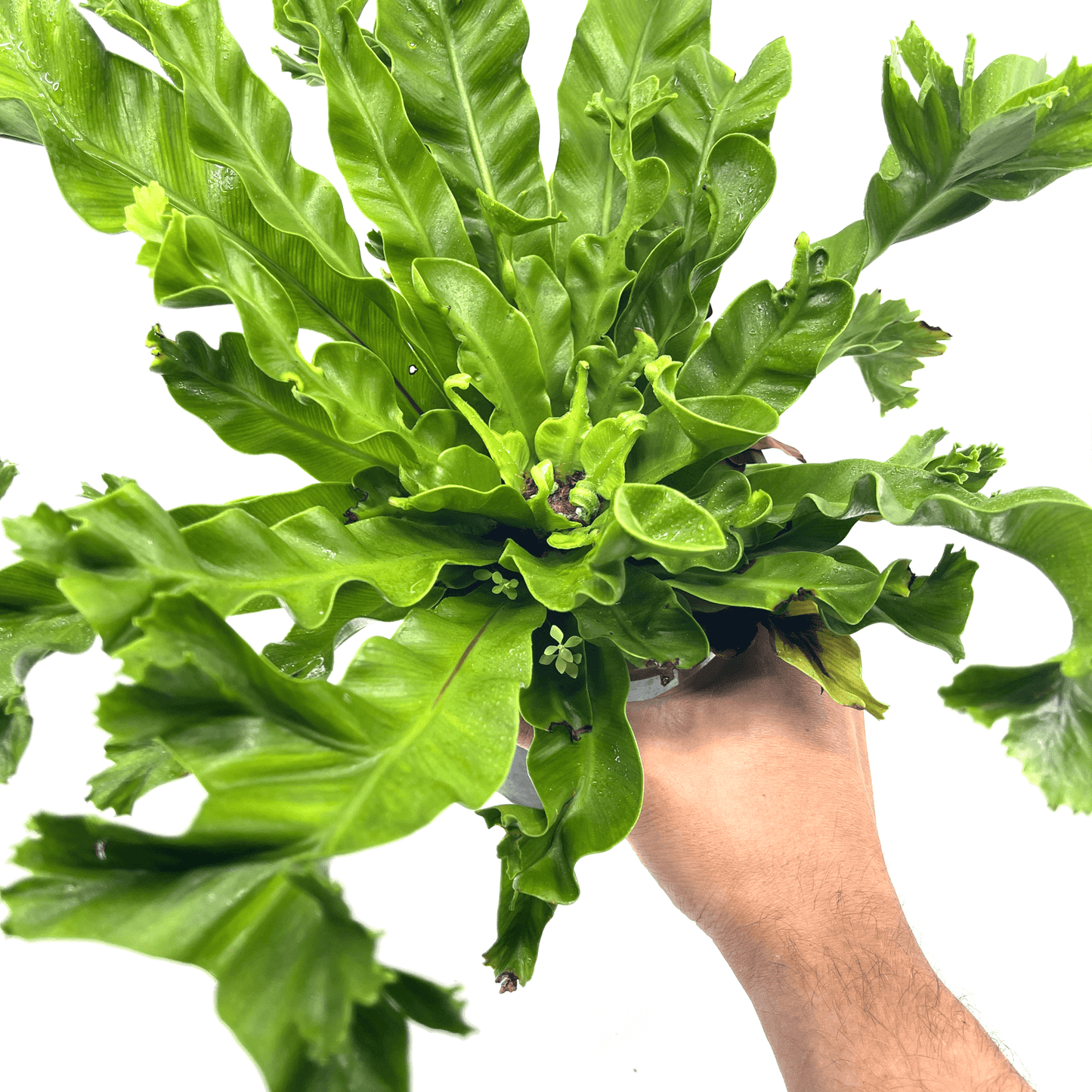 Asplenium - Leslie Fern - The Plant Buddies