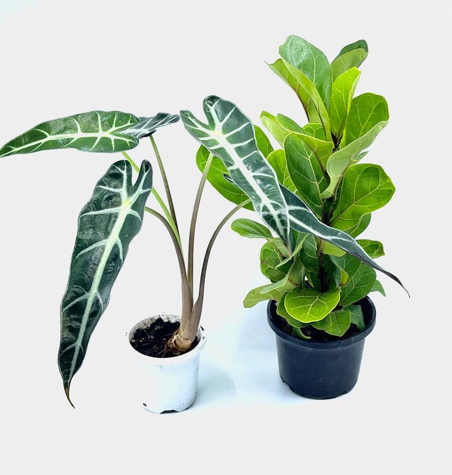 Bambino Bundle - The Plant Buddies