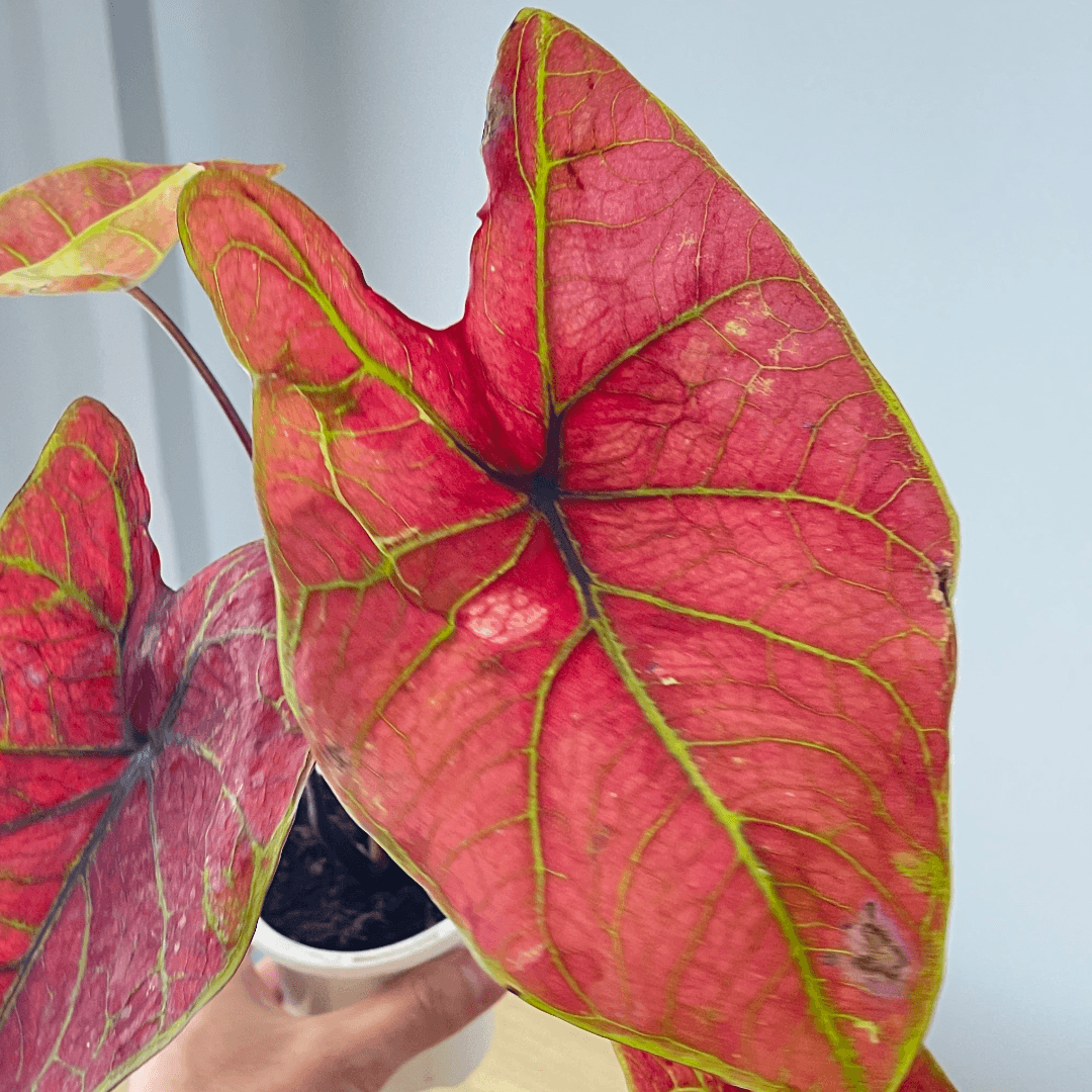 Caladium - Assorted - The Plant Buddies