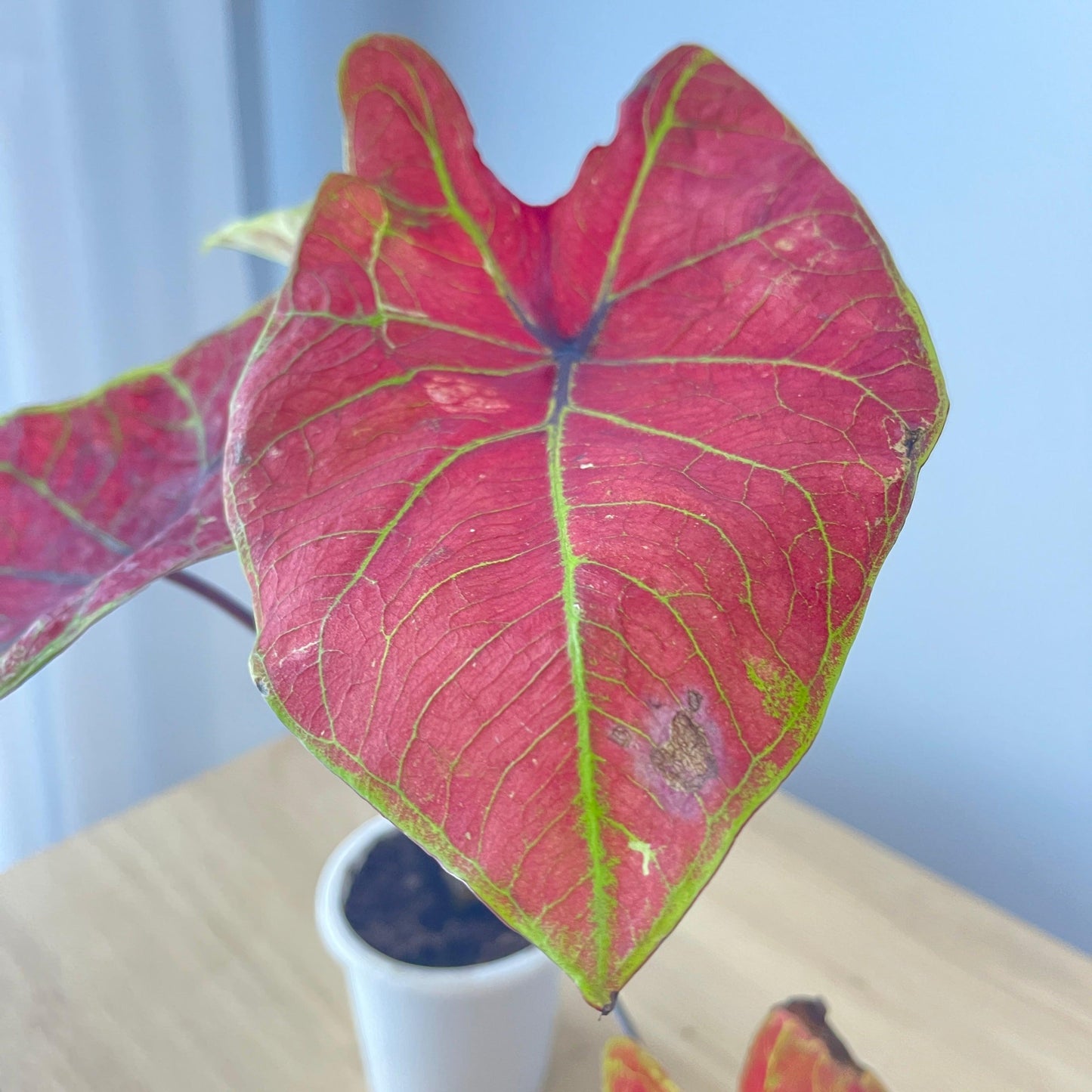Caladium - Assorted - The Plant Buddies