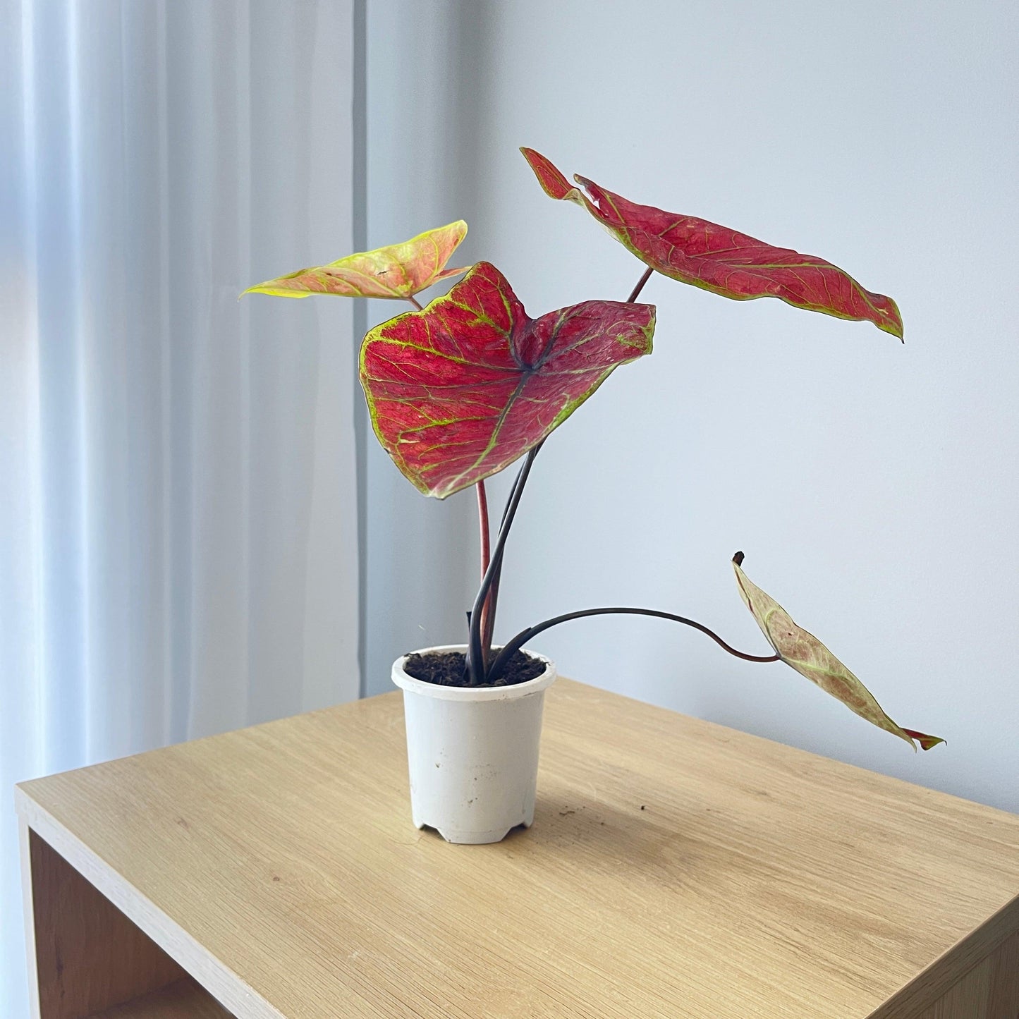 Caladium - Assorted - The Plant Buddies