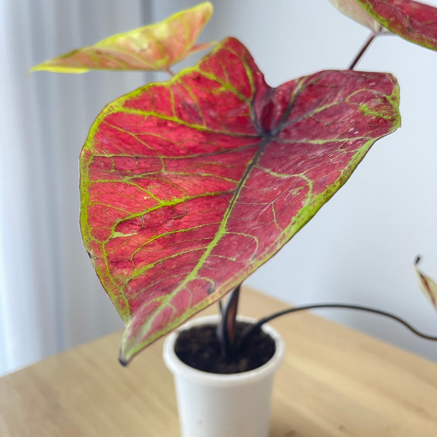 Caladium - Assorted - The Plant Buddies