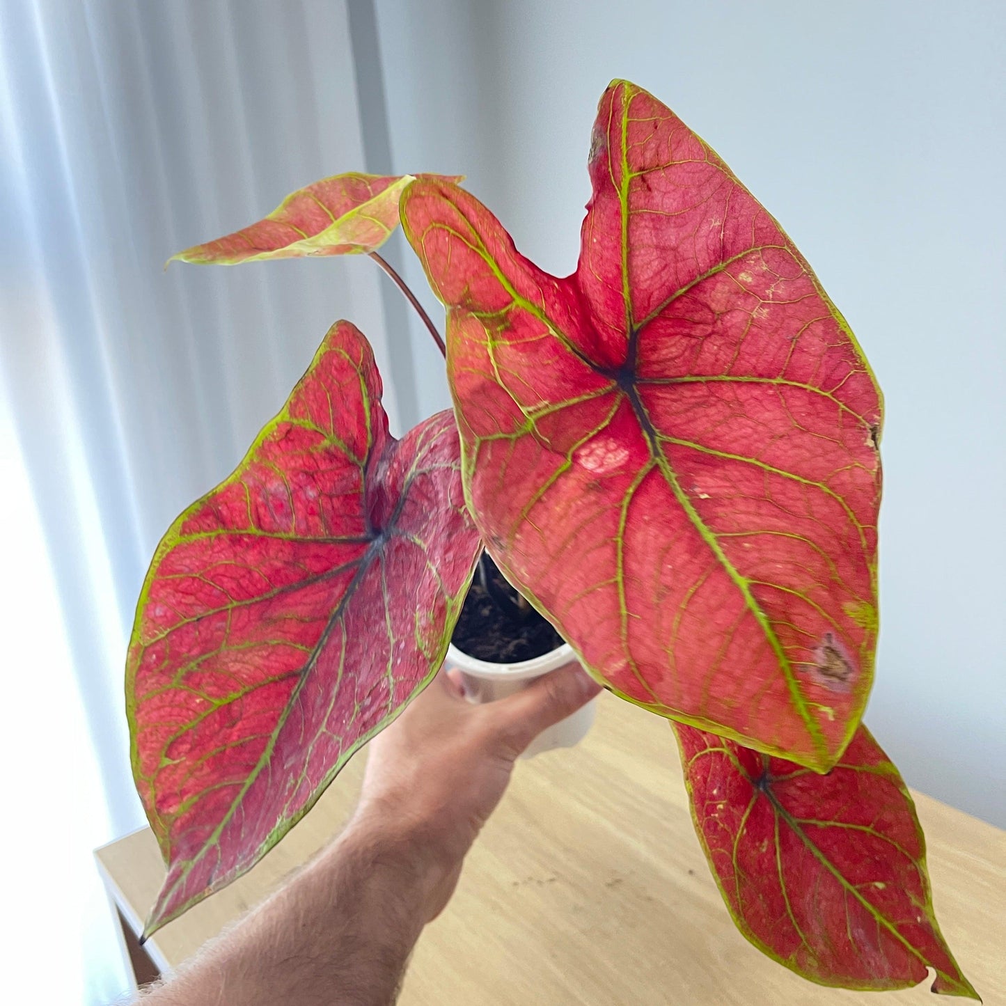 Caladium - Assorted - The Plant Buddies