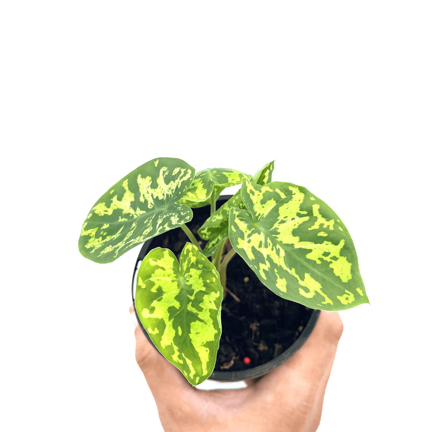 Caladium - Hilo Beauty πππ - The Plant Buddies