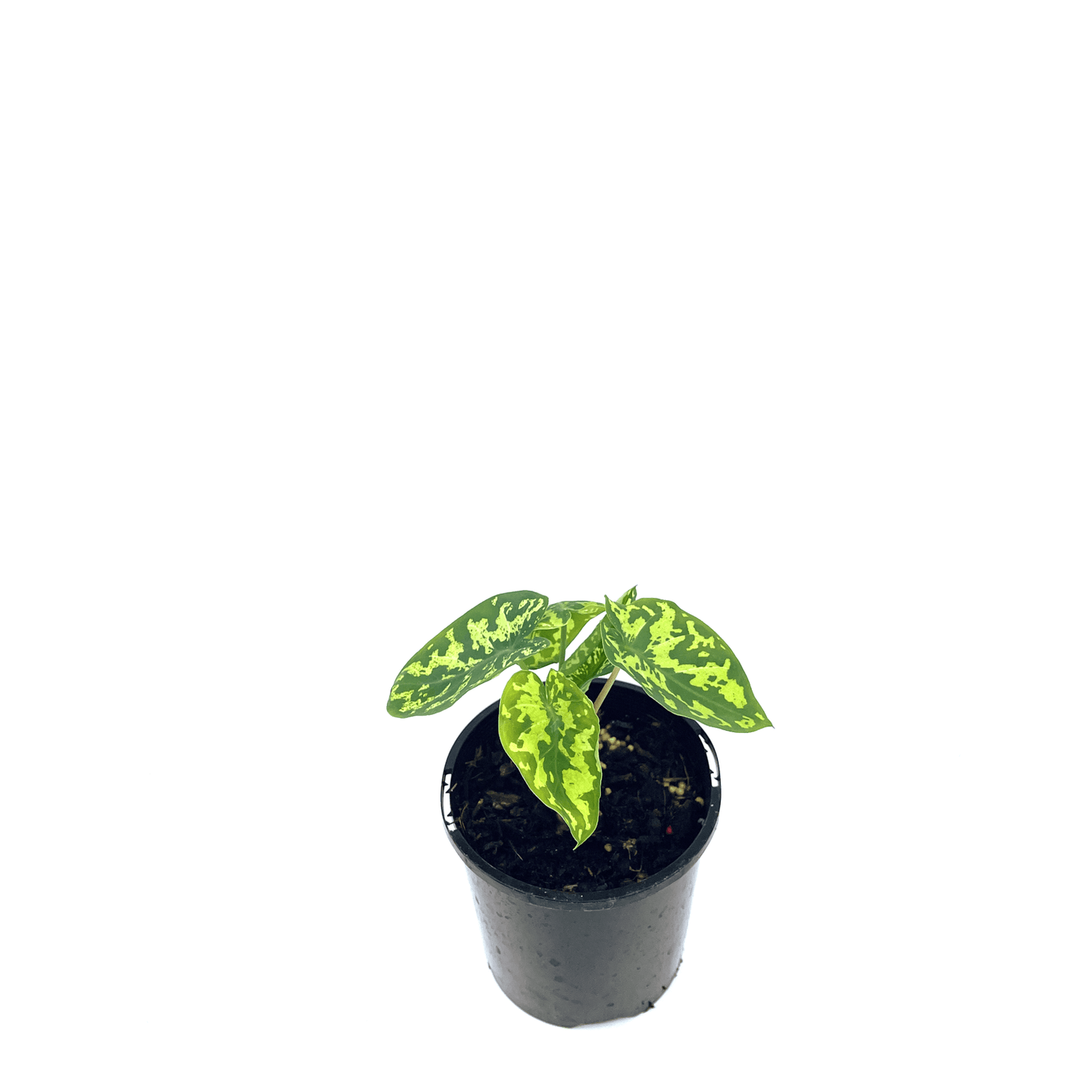 Caladium - Hilo Beauty πππ - The Plant Buddies