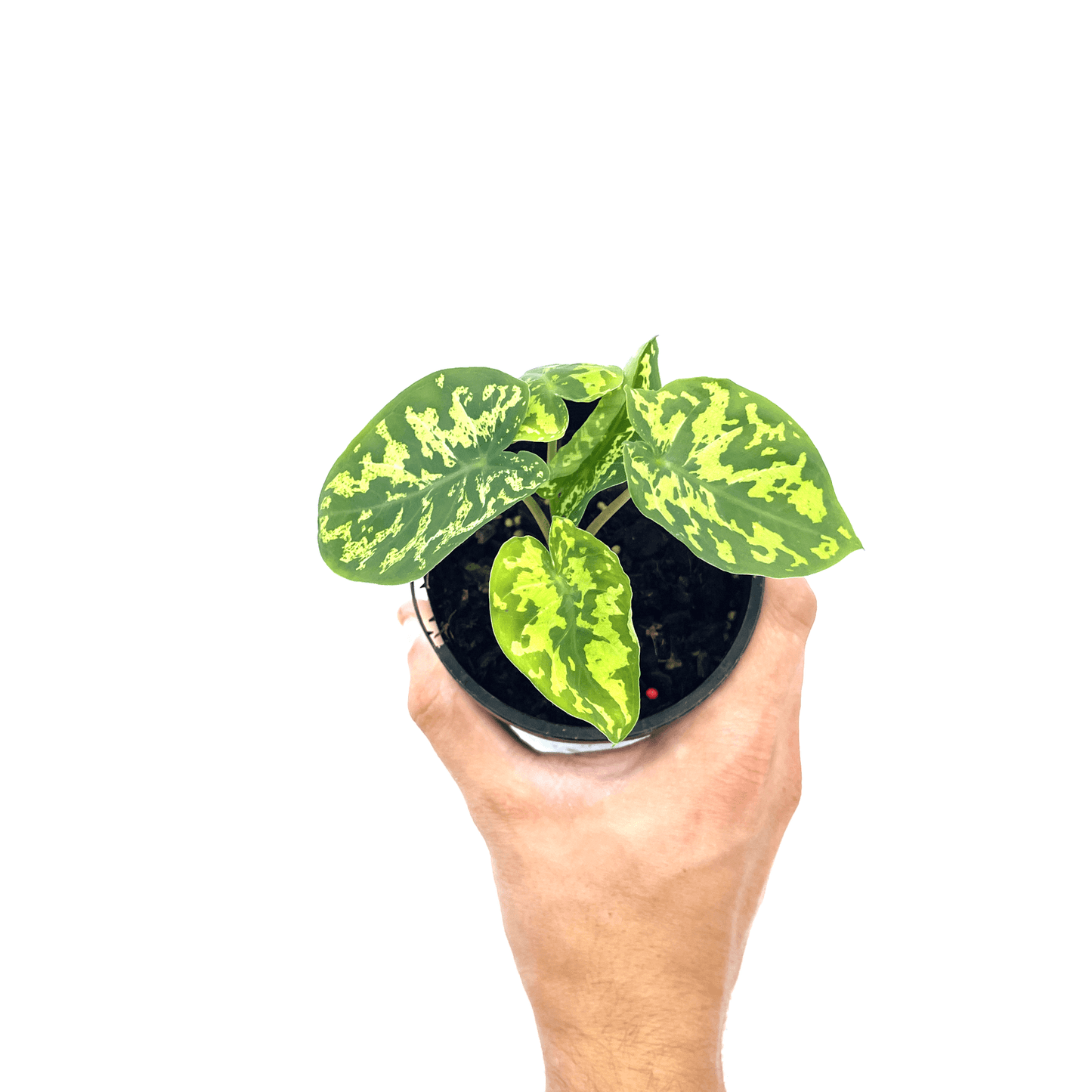 Caladium - Hilo Beauty πππ - The Plant Buddies