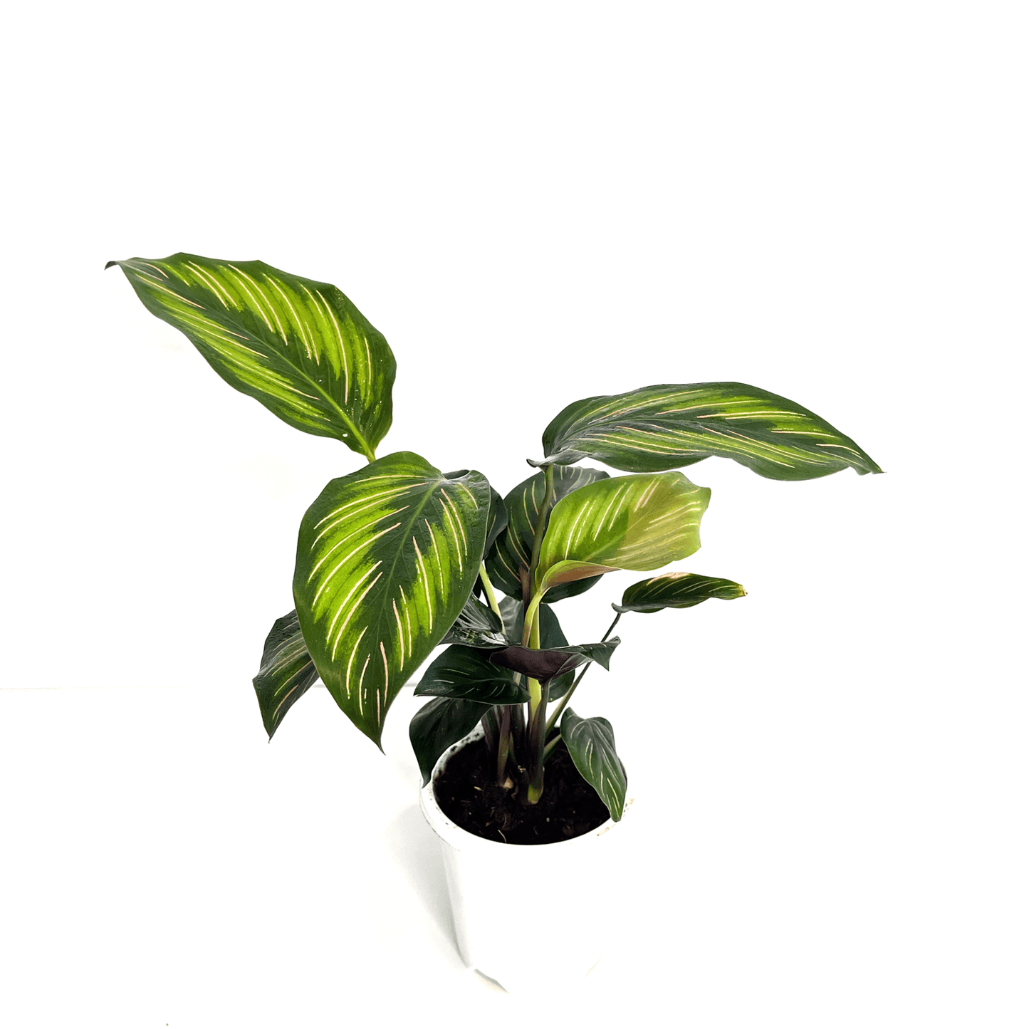 Calathea - Beauty Star - The Plant Buddies