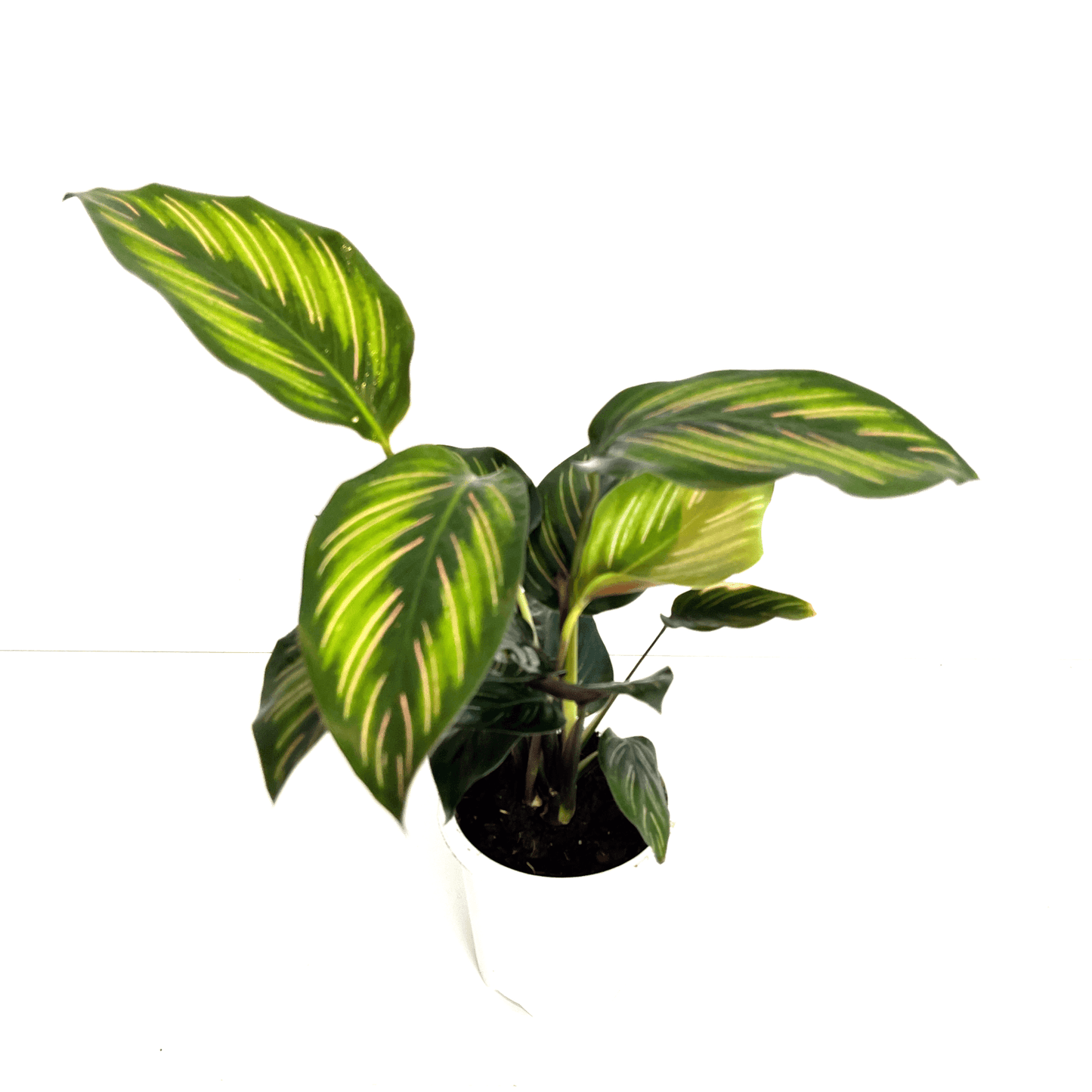 Calathea - Beauty Star - The Plant Buddies