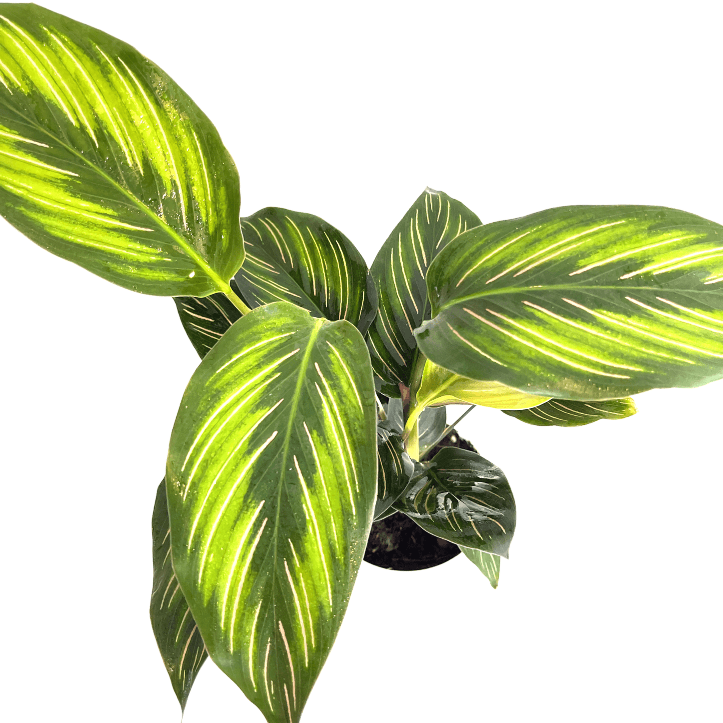 Calathea - Beauty Star - The Plant Buddies