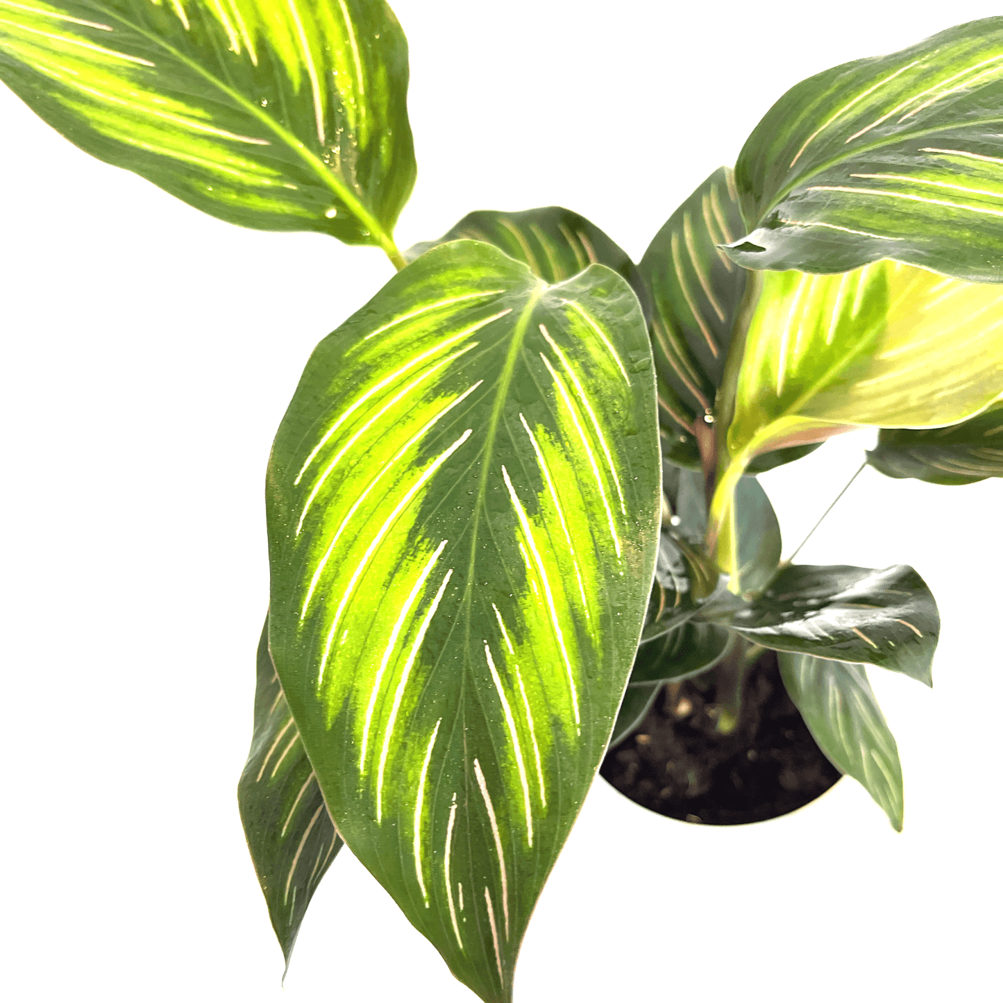 Calathea - Beauty Star - The Plant Buddies
