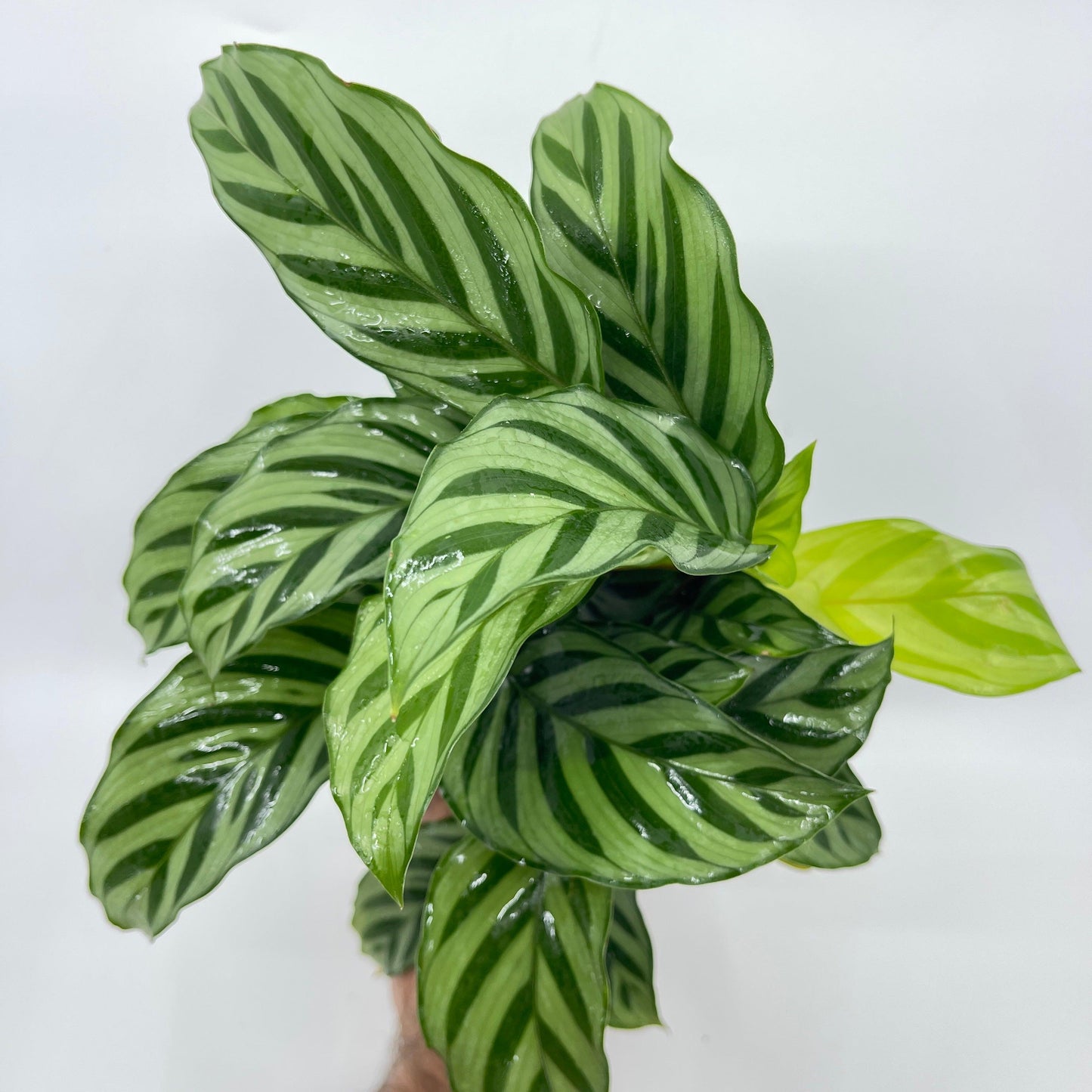 Calathea - Freddy - The Plant Buddies