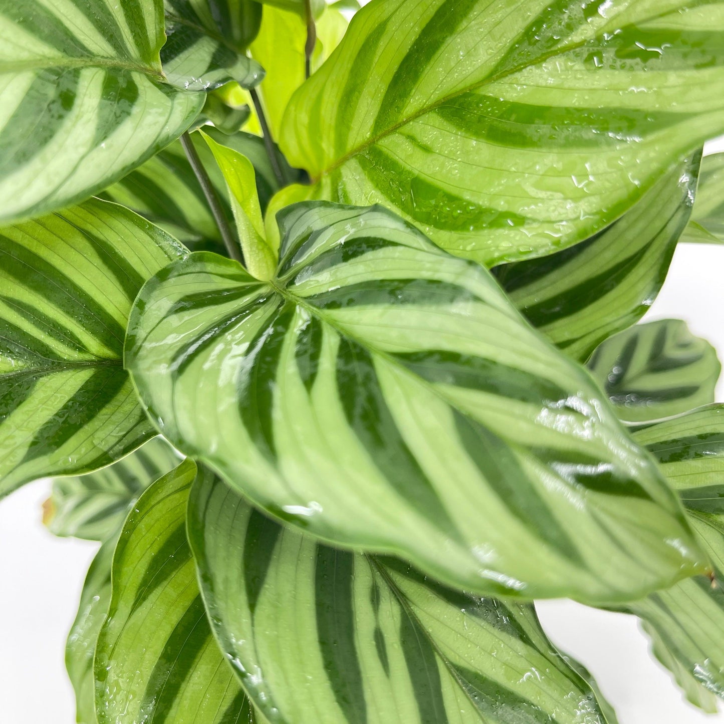 Calathea - Freddy - The Plant Buddies