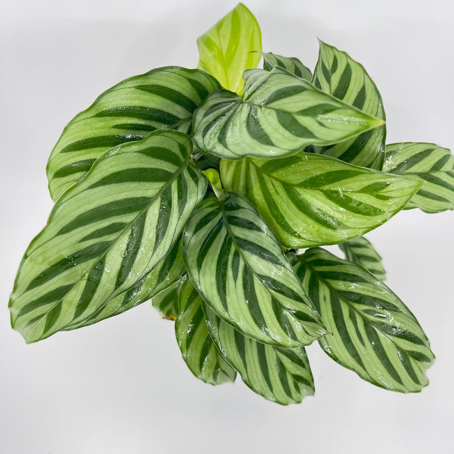 Calathea - Freddy - The Plant Buddies