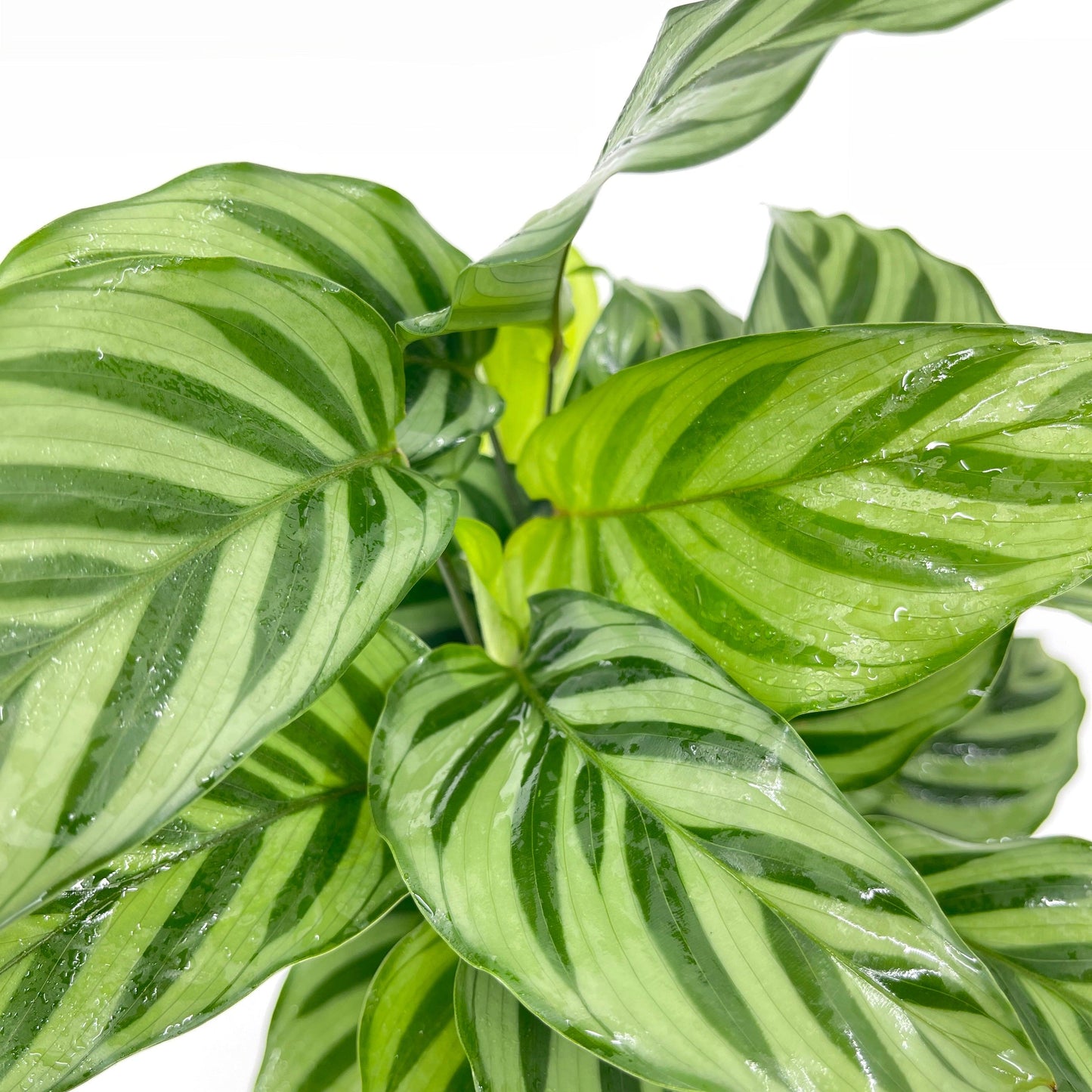 Calathea - Freddy - The Plant Buddies