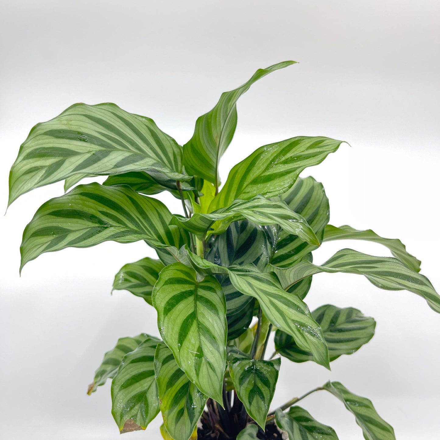 Calathea - Freddy - The Plant Buddies