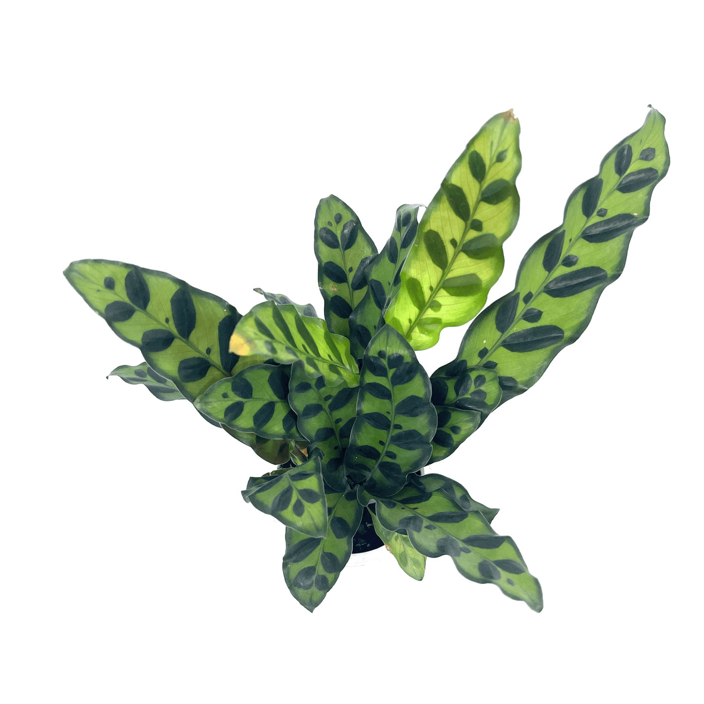Calathea - Insignius - The Plant Buddies