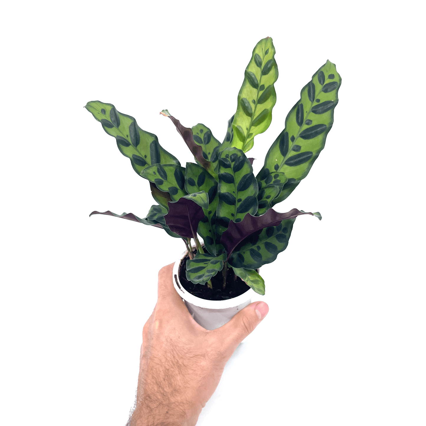Calathea - Insignius - The Plant Buddies
