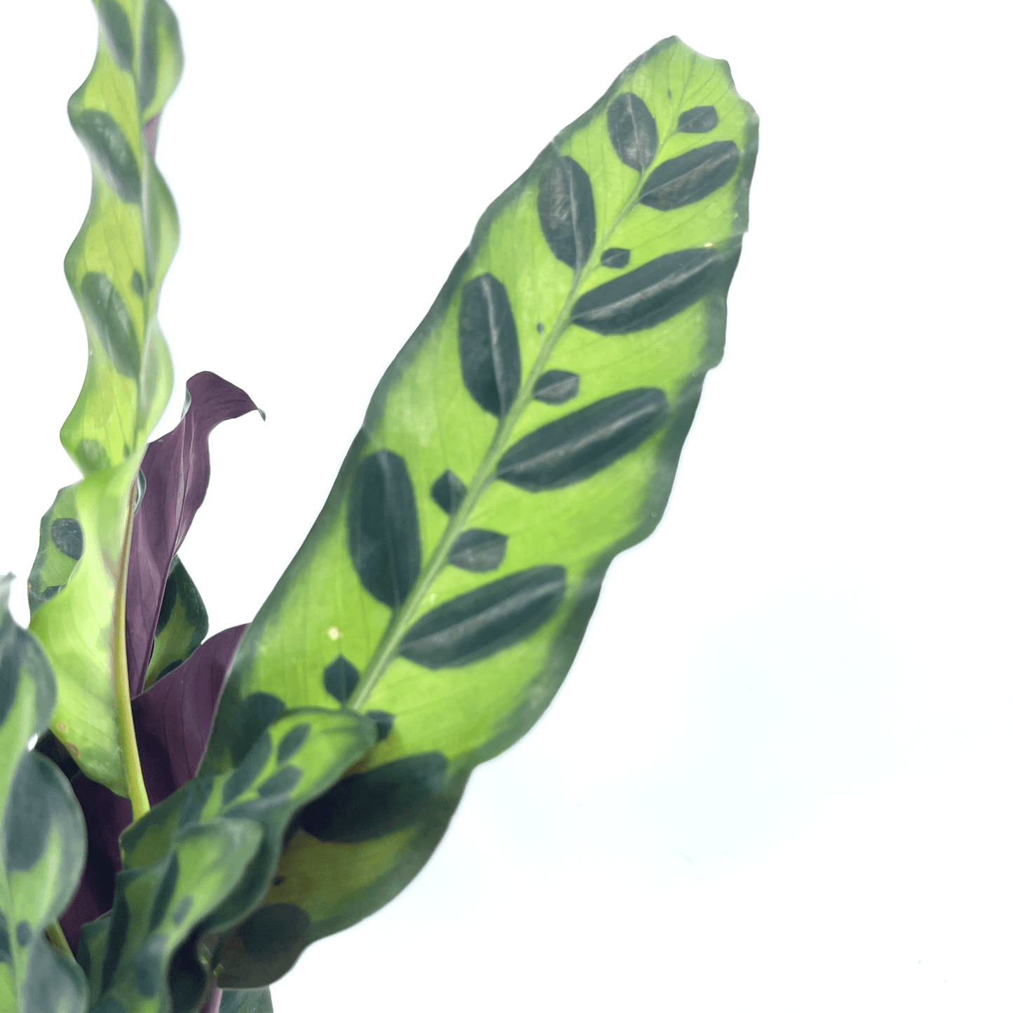 Calathea - Insignius - The Plant Buddies