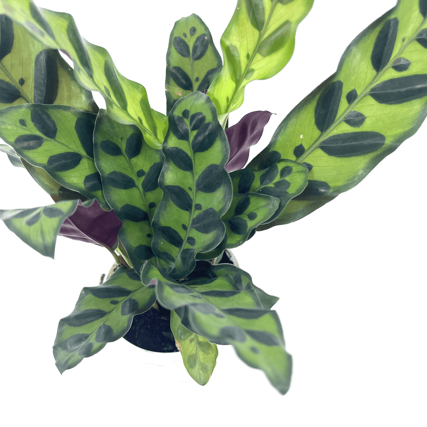 Calathea - Insignius - The Plant Buddies