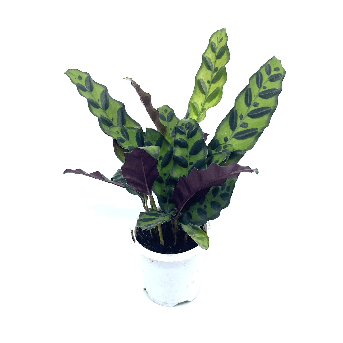 Calathea - Insignius - The Plant Buddies