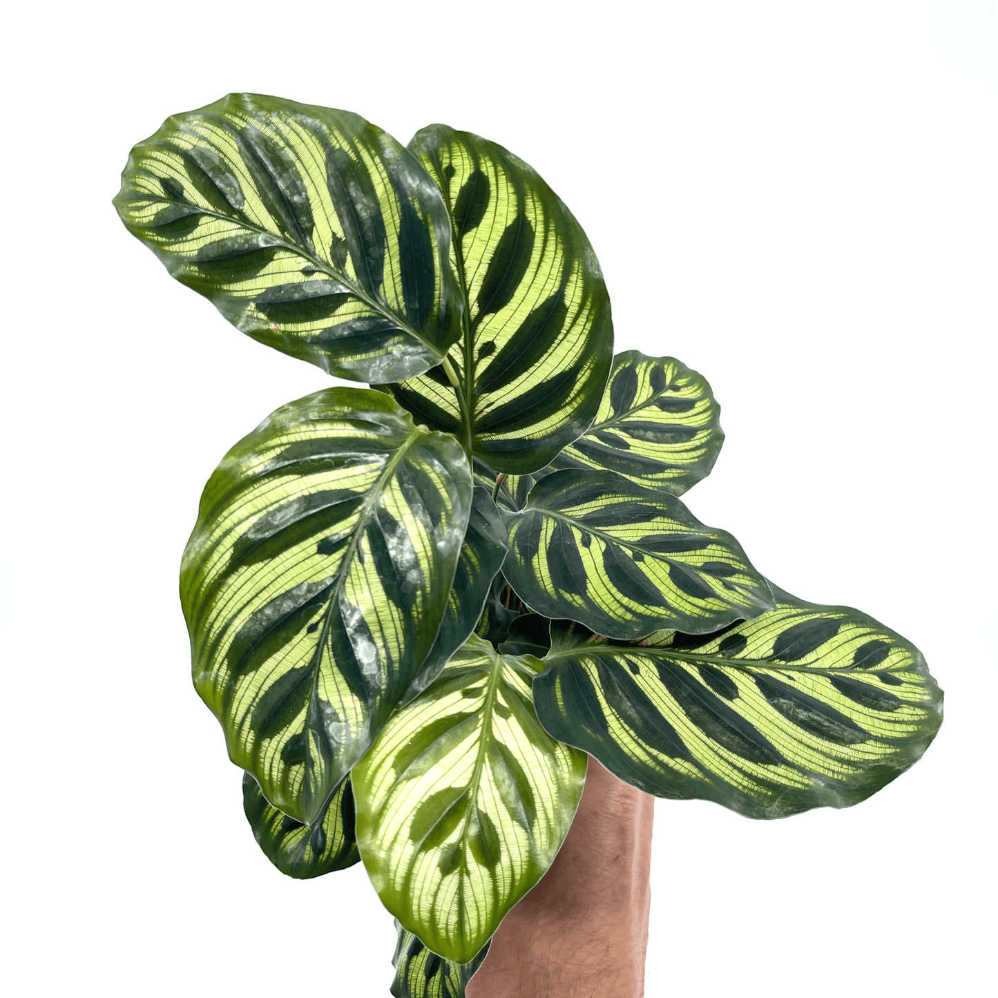 Calathea - Makoyana (Peacock Plant) - The Plant Buddies