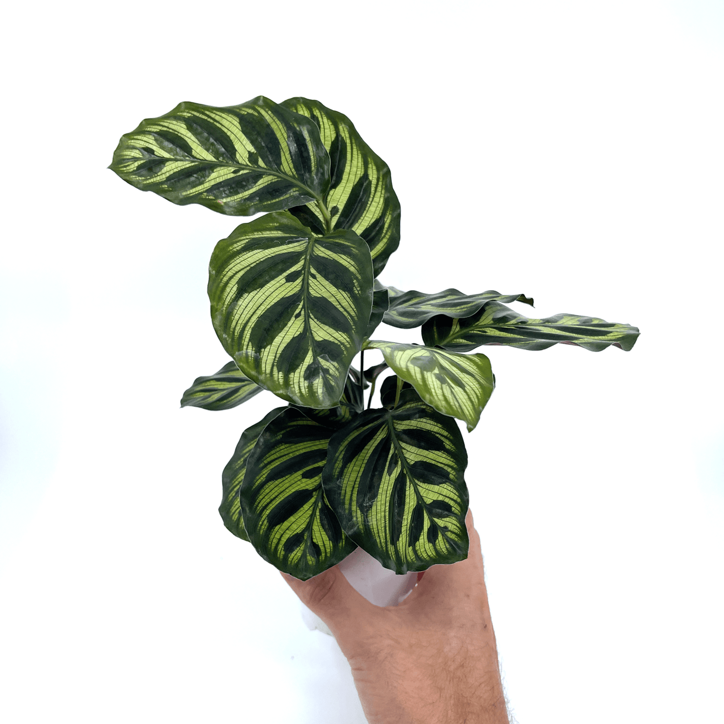 Calathea - Makoyana (Peacock Plant) - The Plant Buddies