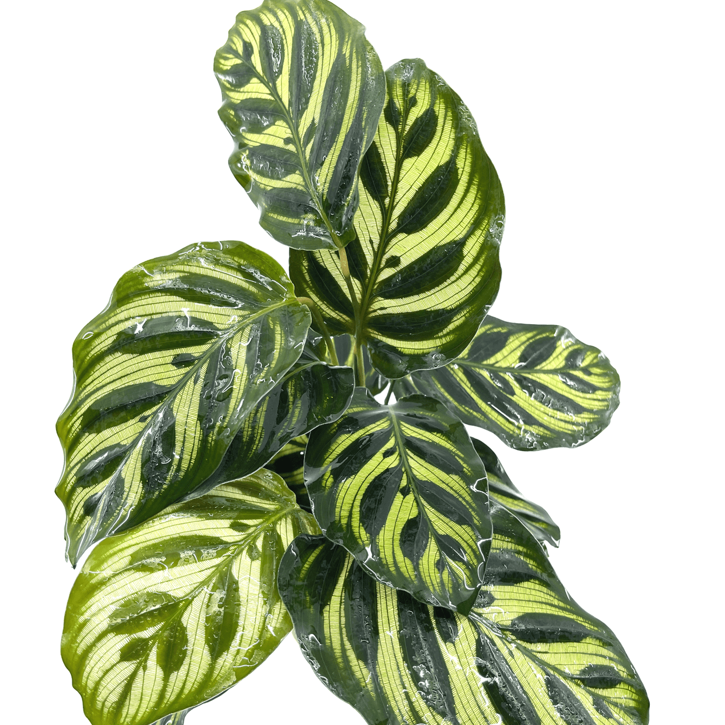 Calathea - Makoyana (Peacock Plant) - The Plant Buddies
