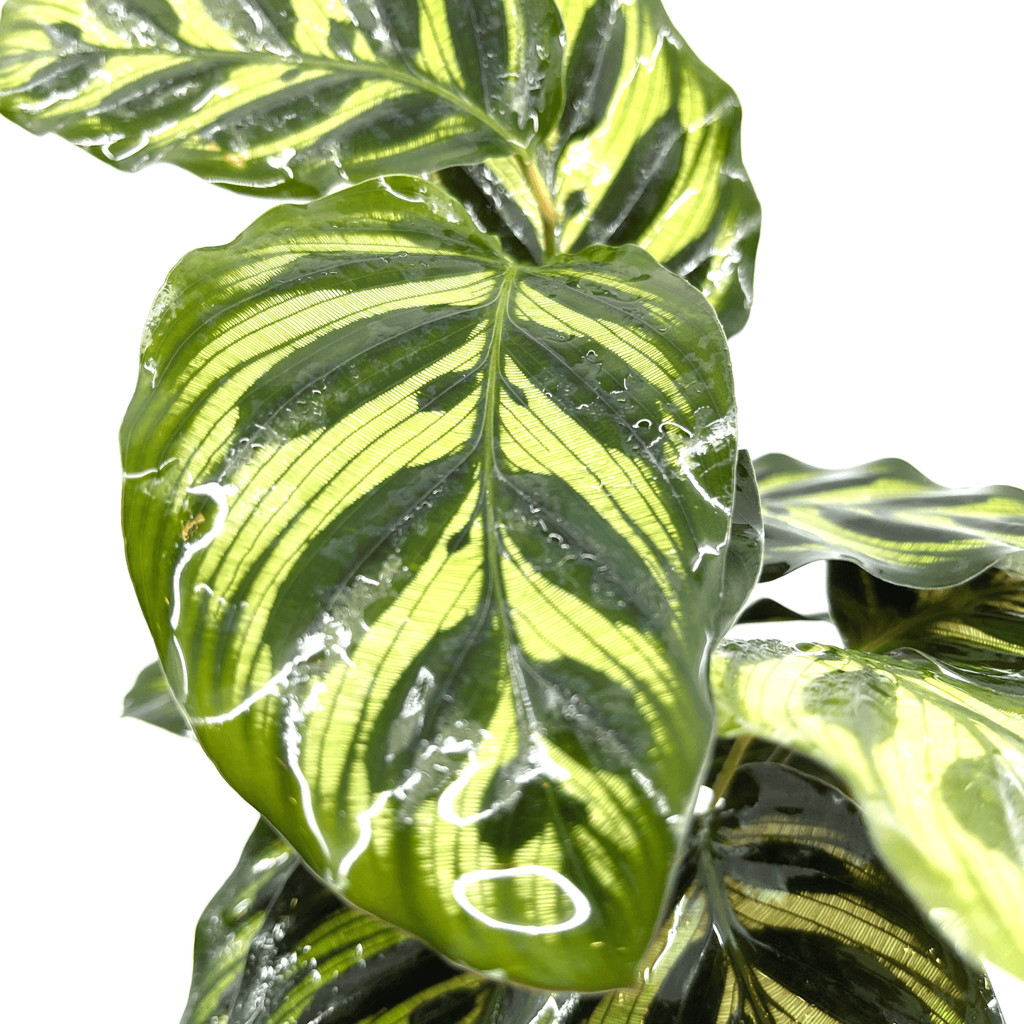 Calathea - Makoyana (Peacock Plant) - The Plant Buddies