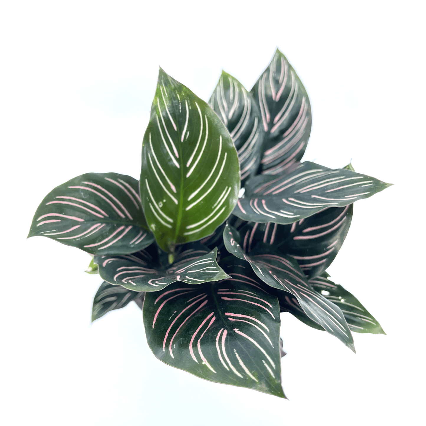 Calathea - Ornata - The Plant Buddies