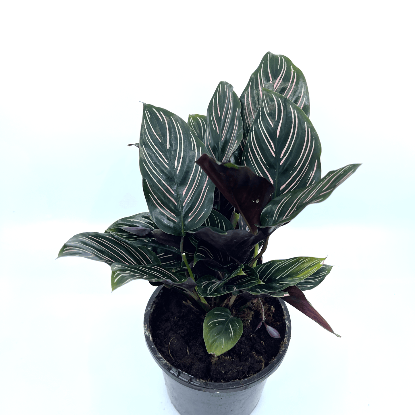 Calathea - Ornata - The Plant Buddies
