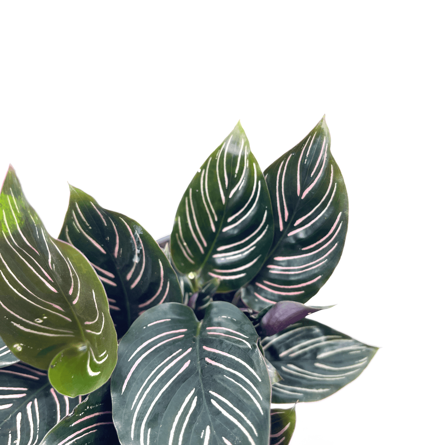 Calathea - Ornata - The Plant Buddies