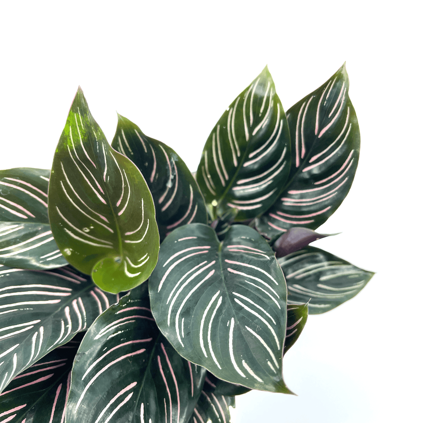 Calathea - Ornata - The Plant Buddies