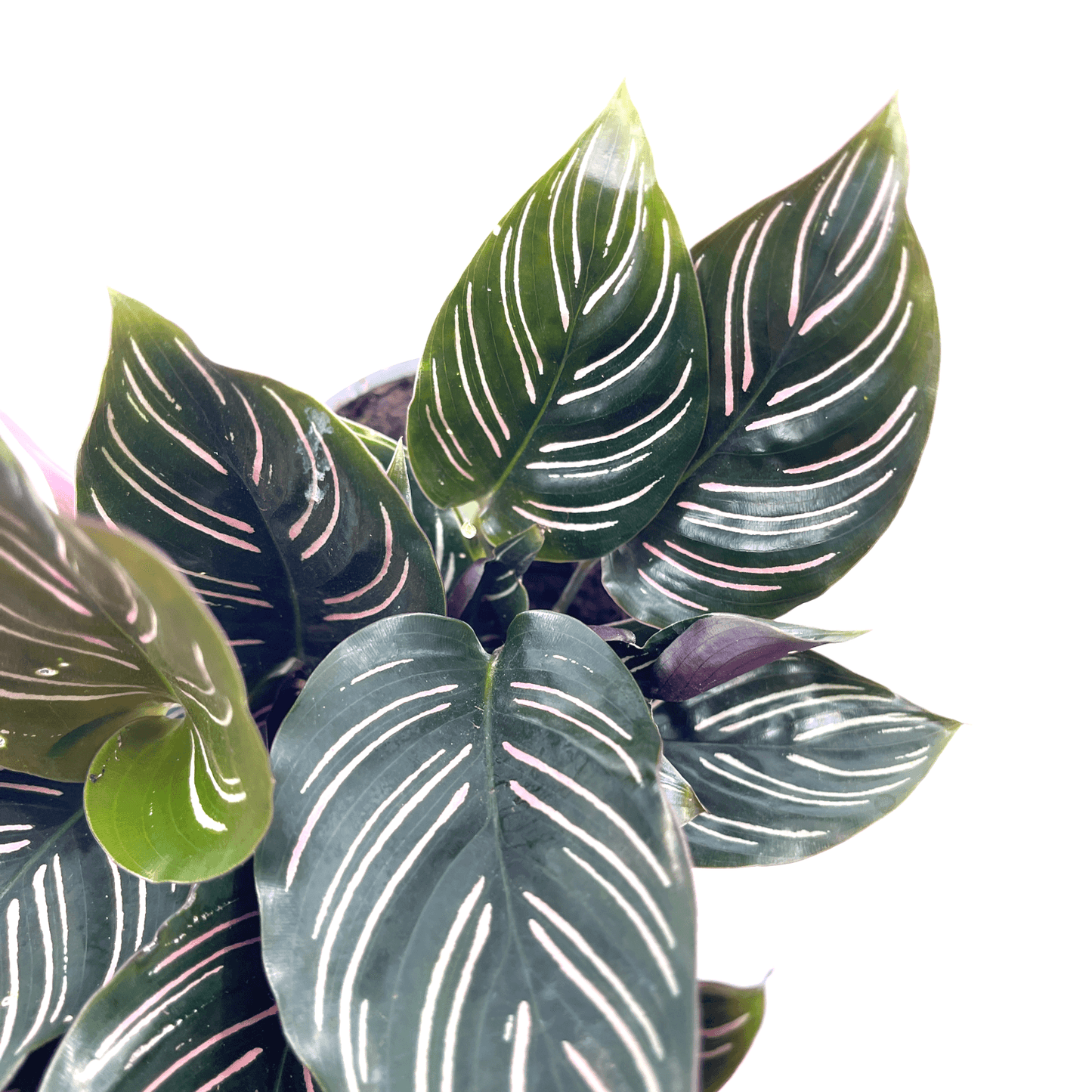 Calathea - Ornata - The Plant Buddies