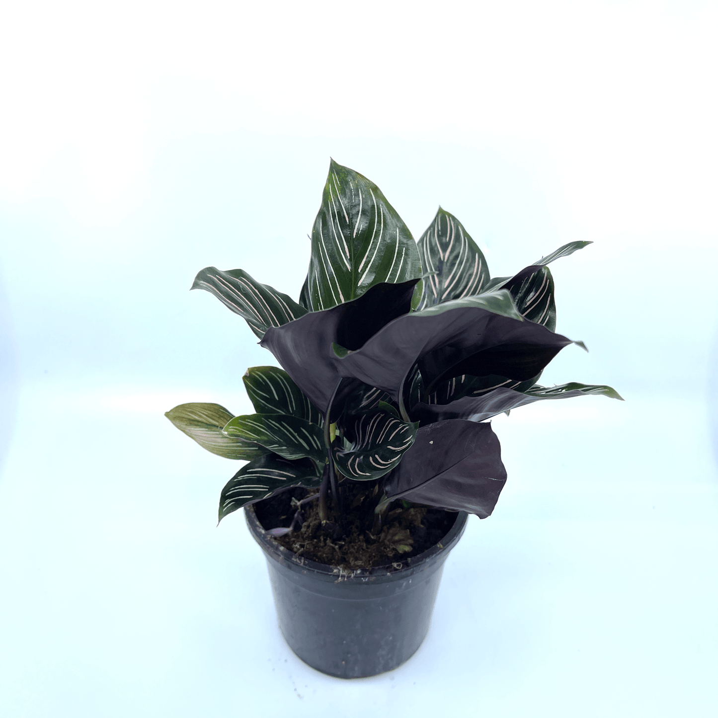 Calathea - Ornata - The Plant Buddies