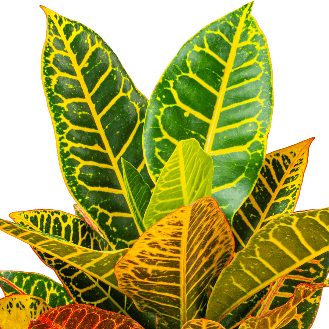 Croton Plant - The Plant Buddies