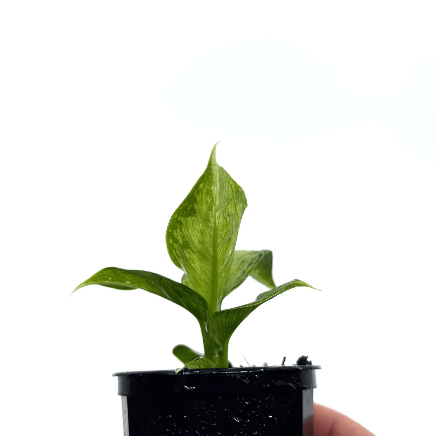 Diffenbachia -Amy - The Plant Buddies