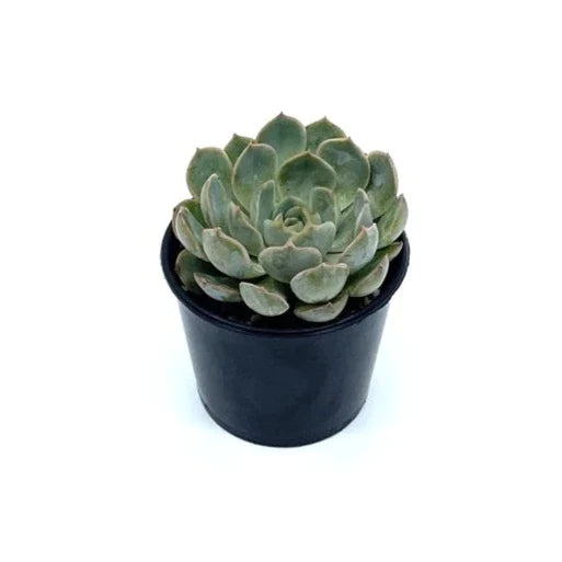 Echeveria - Agavoides - The Plant Buddies