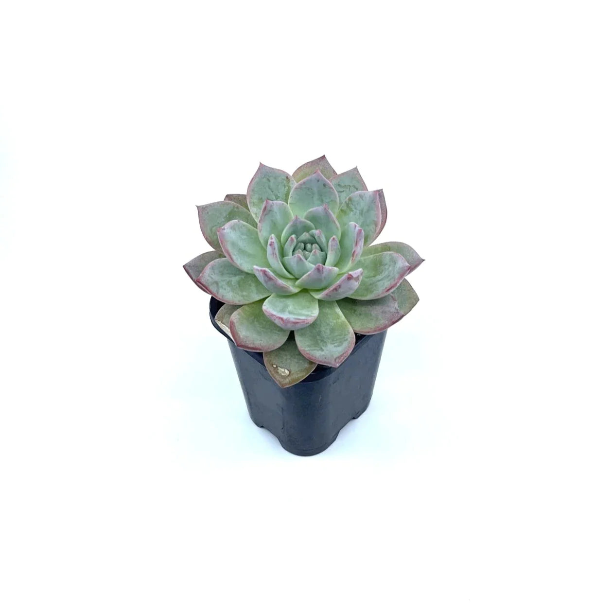 Echeveria - Bluebird - The Plant Buddies