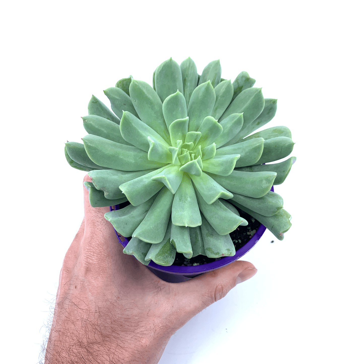 Echeveria - Cloud - The Plant Buddies