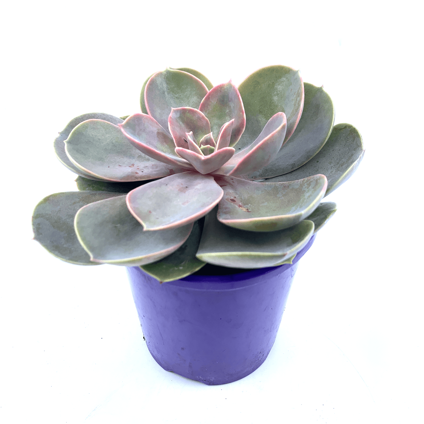 Echeveria - Perle Von Nurnberg - The Plant Buddies