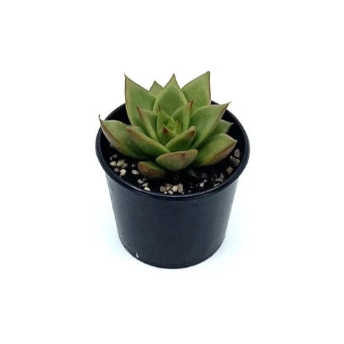 Echeveria - Pink Edge - The Plant Buddies