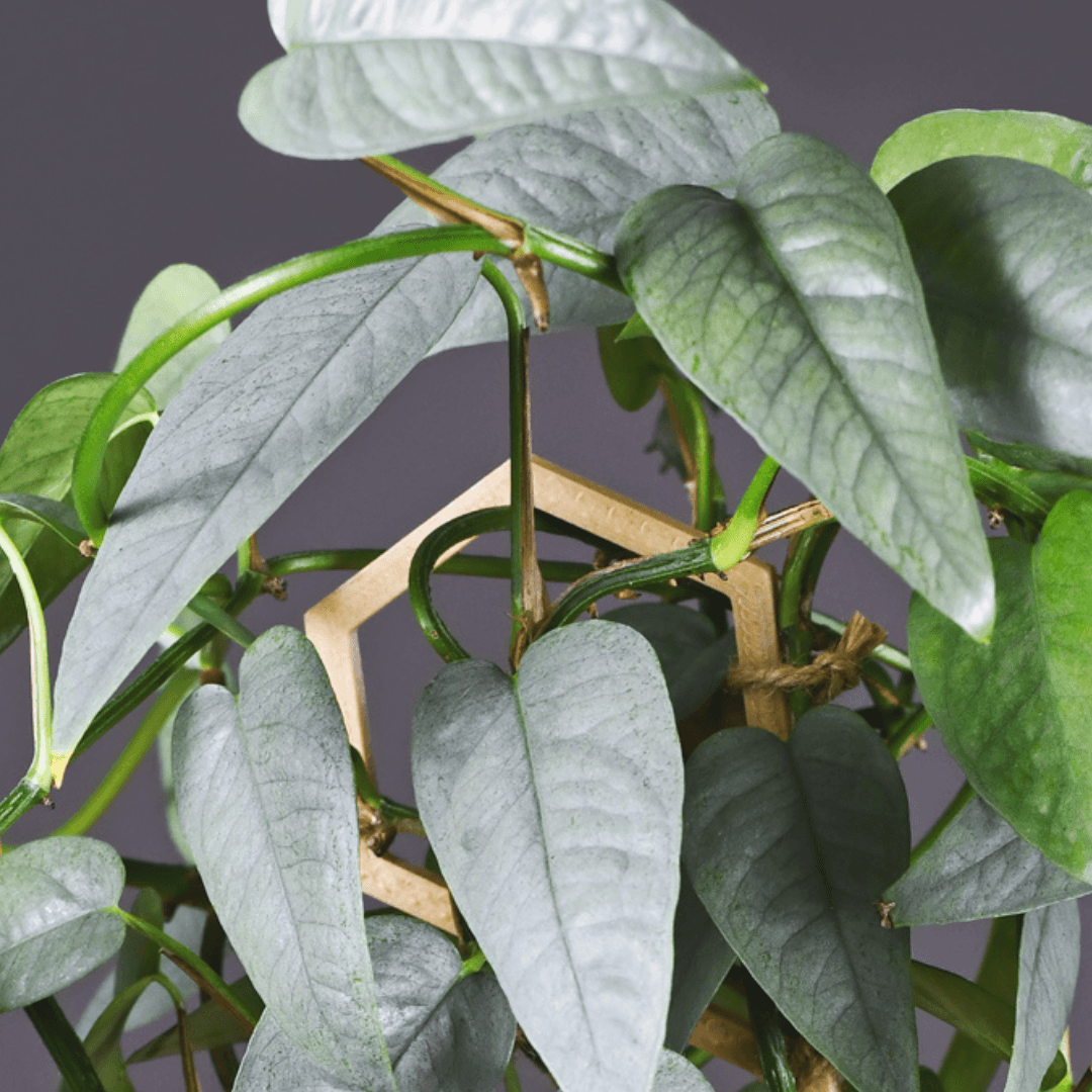 Epipremnum - Cebu Blue - The Plant Buddies