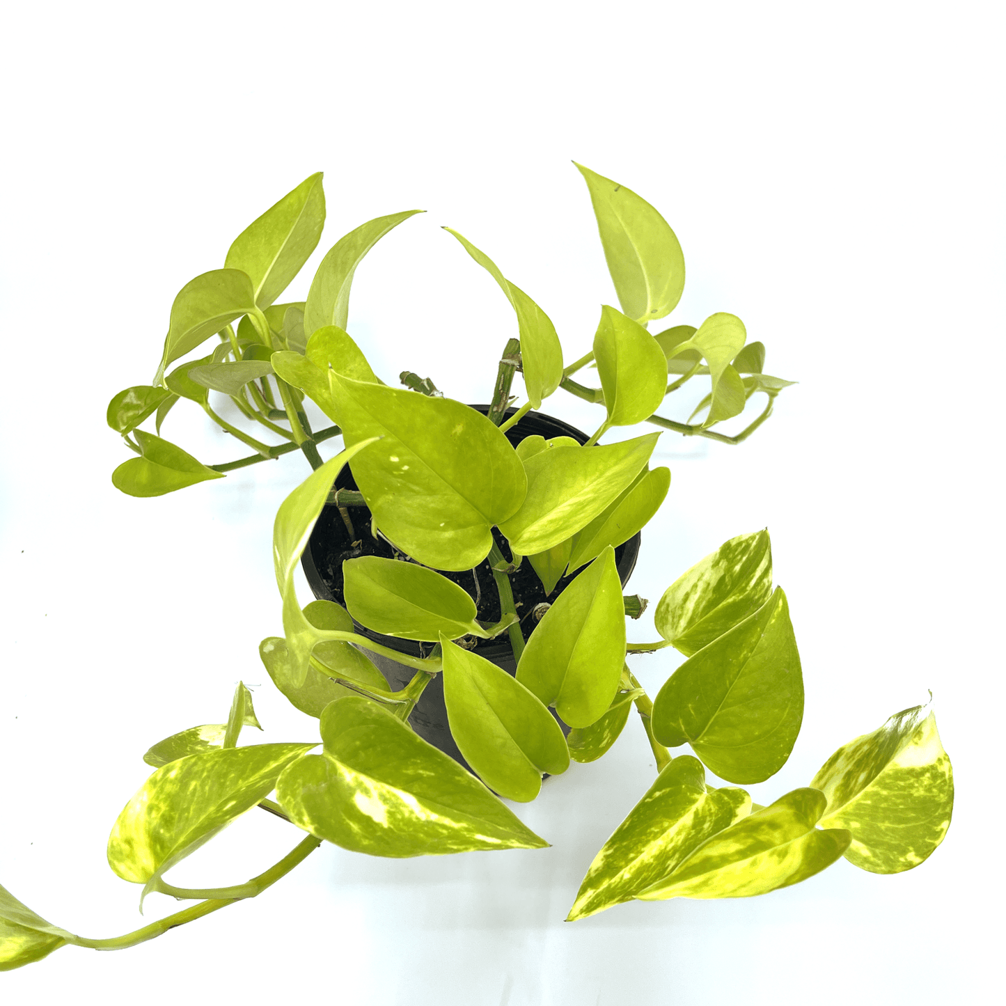 Epipremnum - Devil's Ivy - The Plant Buddies